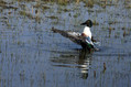 Ime datoteke=Zlicarica_Pintail_09.jpg
Velikost datoteke=128KB
Dimenzija=800x533
Datum objave=04.09.2009 Zlicarica_Pintail_09.jpg