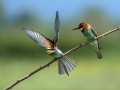 cebelar_Bee_eater_45.jpg