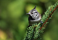 copasta_sinica_Crested_tit_Parus_cristatus_Paridae_04.jpg