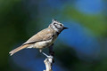 copasta_sinica_Crested_tit_Parus_cristatus_Paridae_06.jpg