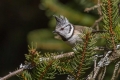 copasta_sinica_Crested_tit_Parus_cristatus_Paridae_13~0.jpg