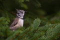 copasta_sinica_Crested_tit_Parus_cristatus_Paridae_14.jpg