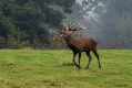 Ime datoteke=jelen_deer_15.jpg
Velikost datoteke=443KB
Dimenzija=1000x667
Datum objave=01.07.2016 jelen_deer_15.jpg