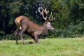 Ime datoteke=jelen_deer_18.jpg
Velikost datoteke=329KB
Dimenzija=900x600
Datum objave=20.07.2016 jelen_deer_18.jpg