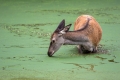 Ime datoteke=jelen_deer_21.jpg
Velikost datoteke=250KB
Dimenzija=900x600
Datum objave=09.12.2016 jelen_deer_21.jpg