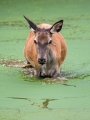 Ime datoteke=jelen_deer_24.jpg
Velikost datoteke=230KB
Dimenzija=675x900
Datum objave=06.05.2018 jelen_deer_24.jpg