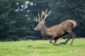 Ime datoteke=jelen_deer_25.jpg
Velikost datoteke=341KB
Dimenzija=900x600
Datum objave=16.09.2017 jelen_deer_25.jpg