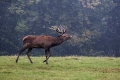 Ime datoteke=jelen_deer_27.jpg
Velikost datoteke=353KB
Dimenzija=900x600
Datum objave=01.10.2018 jelen_deer_27.jpg