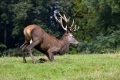 Ime datoteke=jelen_deer_28.jpg
Velikost datoteke=328KB
Dimenzija=900x600
Datum objave=29.10.2018 jelen_deer_28.jpg