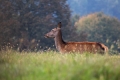 Ime datoteke=jelen_deer_34.jpg
Velikost datoteke=244KB
Dimenzija=900x600
Datum objave=11.10.2017 jelen_deer_34.jpg