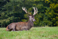 jelen_deer_40.jpg