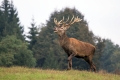 Ime datoteke=jelen_deer_42.jpg
Velikost datoteke=235KB
Dimenzija=900x600
Datum objave=11.10.2017 jelen_deer_42.jpg