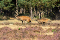 jelen_deer_51.jpg