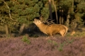 Ime datoteke=jelen_deer_56.jpg
Velikost datoteke=267KB
Dimenzija=950x633
Datum objave=13.02.2017 jelen_deer_56.jpg