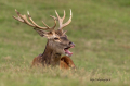 Ime datoteke=jelen_deer_58_.jpg
Velikost datoteke=333KB
Dimenzija=950x633
Datum objave=20.06.2026 jelen_deer_58_.jpg