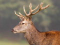 jelen_deer_67_.jpg