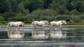 konj_horse_11.jpg
