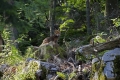 Ime datoteke=lisica_Fox_07.jpg
Velikost datoteke=453KB
Dimenzija=900x600
Datum objave=30.06.2012 lisica_Fox_07.jpg