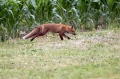 lisica_Fox_13.jpg