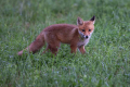 Ime datoteke=lisica_Fox_28.jpg
Velikost datoteke=395KB
Dimenzija=900x600
Datum objave=20.06.2026 lisica_Fox_28.jpg
