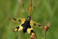 makro_macro_02.jpg