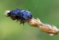 Ime datoteke=makro_macro_06.jpg
Velikost datoteke=233KB
Dimenzija=1000x667
Datum objave=23.09.2014 makro_macro_06.jpg