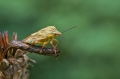 Ime datoteke=makro_macro_10.jpg
Velikost datoteke=171KB
Dimenzija=950x633
Datum objave=31.10.2016 makro_macro_10.jpg
