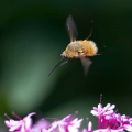 makro_macro_11.jpg