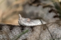 Ime datoteke=modras_03.jpg
Velikost datoteke=243KB
Dimenzija=950x633
Datum objave=06.05.2018 modras_03.jpg