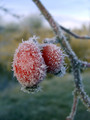 sipek_dog-rose_berr_01y.jpg