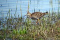 Ime datoteke=togotnik_Ruff_Philomachus_pugnax_Kljunaci_Scolopacidae_05.jpg
Velikost datoteke=139KB
Dimenzija=800x536
Datum objave=09.06.2010 togotnik_Ruff_Philomachus_pugnax_Kljunaci_Scolopacidae_05.jpg