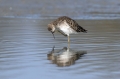Ime datoteke=togotnik_Ruff_Philomachus_pugnax_Kljunaci_Scolopacidae_07.jpg
Velikost datoteke=257KB
Dimenzija=950x633
Datum objave=01.06.2017 togotnik_Ruff_Philomachus_pugnax_Kljunaci_Scolopacidae_07.jpg