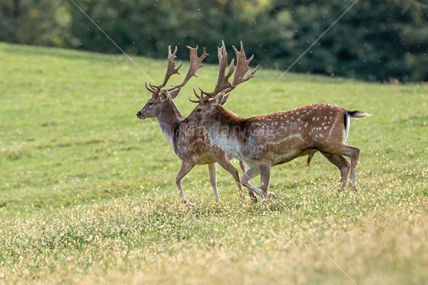 Klikni za ogled večje slike