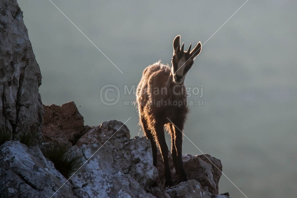 Klikni za ogled večje slike
