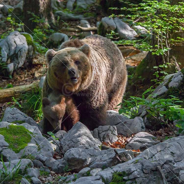 Klikni za ogled večje slike