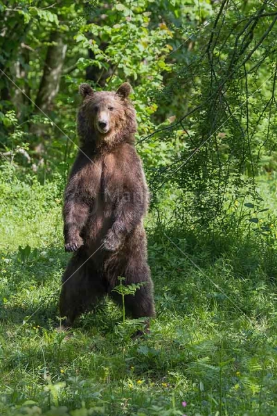 Klikni za ogled večje slike