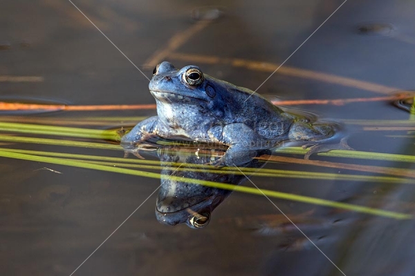 Klikni za ogled večje slike