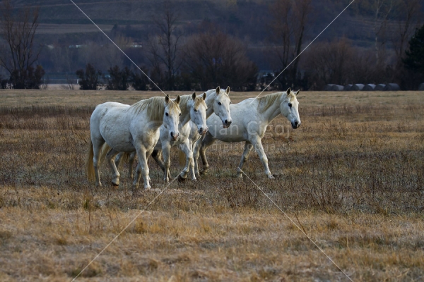 Klikni za ogled večje slike