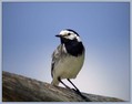 Bela_pastirica_Pied_wagtail_03.jpg