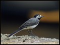 Bela_pastirica_Pied_wagtail_04.jpg