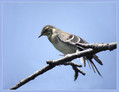 Bela_pastirica_Pied_wagtail_05.jpg