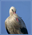 Ime datoteke=Bela_storklja_White_stork_02.jpg
Velikost datoteke=95KB
Dimenzija=564x600
Datum objave=09.12.2007 Bela_storklja_White_stork_02.jpg