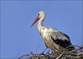 Ime datoteke=Bela_storklja_White_stork_03.jpg
Velikost datoteke=184KB
Dimenzija=838x602
Datum objave=09.12.2007 Bela_storklja_White_stork_03.jpg