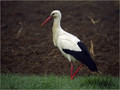 Ime datoteke=Bela_storklja_White_stork_05.jpg
Velikost datoteke=235KB
Dimenzija=802x602
Datum objave=09.12.2007 Bela_storklja_White_stork_05.jpg