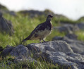 Ime datoteke=Belka_Ptarmigan_02.jpg
Velikost datoteke=335KB
Dimenzija=851x700
Datum objave=09.12.2007 Belka_Ptarmigan_02.jpg