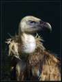 Beloglavi_jastreb_Griffon_vulture_01.jpg