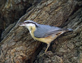 Brglez_Nuthatch_02.jpg