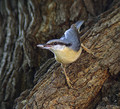 Brglez_Nuthatch_03.jpg