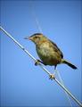 Brskinka_Fan_tailed_warbler_03.jpg