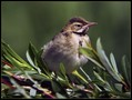 Drevesna_cipa_Tree_pipit_Anthus_trivialis_04.jpg